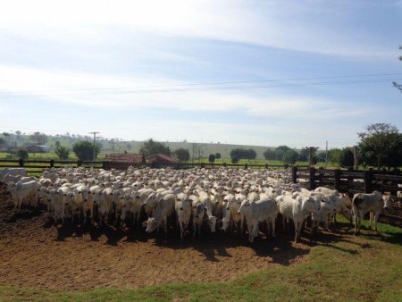 Fazenda na Região de Brasilândia, Mato Grosso do Sul. - R$ 55.000.000,00