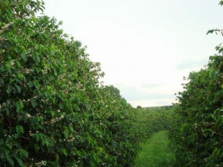 SÍTIO DE CAFÉ COM 9,6 HECTARES, 20 MINUTOS DE GARÇA/SP - R$ 400.000,00